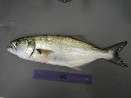 Image result for Pomatomus saltatrix