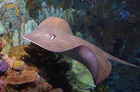 Image result for Himantura uarnak