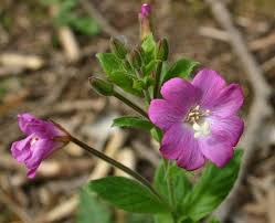 Attēlu rezultāti vaicājumam “Epilobium hirsutum”