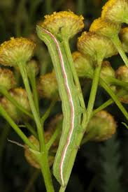 Attēlu rezultāti vaicājumam “Eucarta virgo”