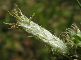 Attēlu rezultāti vaicājumam “Carex pallescens”