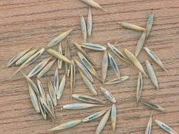 Attēlu rezultāti vaicājumam “Festuca rubra subsp. rubra fruit”