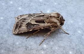 Attēlu rezultāti vaicājumam “Agrotis vestigialis”