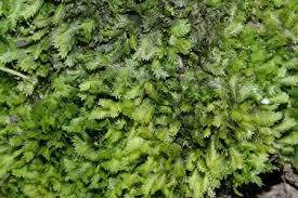 Attēlu rezultāti vaicājumam “Fissidens taxifolius”