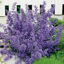 Image result for Katzenminze