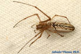 Attēlu rezultāti vaicājumam “Tetragnathidae”