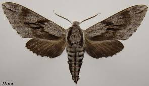 Attēlu rezultāti vaicājumam “Sphinx pinastri”