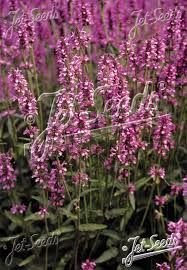 Attēlu rezultāti vaicājumam “Stachys officinalis”