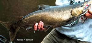 Image result for Oncorhynchus tshawytscha