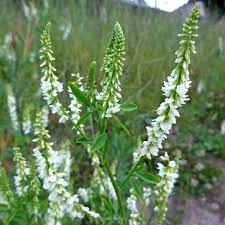 Attēlu rezultāti vaicājumam “Melilotus albus flower”