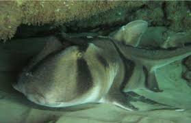 Image result for Heterodontus portusjacksoni