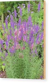 Image result for Linaria purpurea