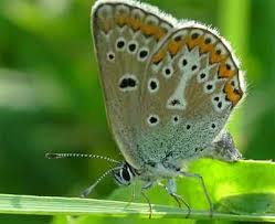 Attēlu rezultāti vaicājumam “Eumedonia eumedon”