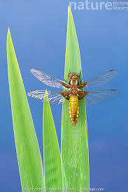 Attēlu rezultāti vaicājumam “Libellula depressa”