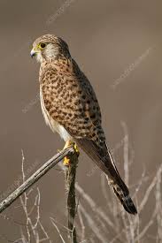 Attēlu rezultāti vaicājumam “Falco tinnunculus adult”