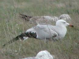 Image result for Larus audouinii