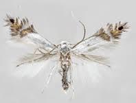 Attēlu rezultāti vaicājumam “Gracillariidae”