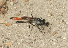 Attēlu rezultāti vaicājumam “Ammophila sp.”