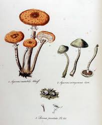 Attēlu rezultāti vaicājumam “Poronia punctata”