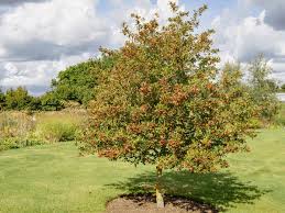 Attēlu rezultāti vaicājumam “Crataegus persimilis leaf”