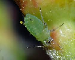 Attēlu rezultāti vaicājumam “Rhopalosiphum oxyacanthae”