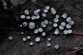 Attēlu rezultāti vaicājumam “Diderma hemisphaericum”