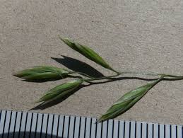 Attēlu rezultāti vaicājumam “Festuca altissima leaf”