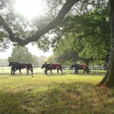 Image result for Blackpool & Fylde Horse Club