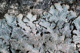 Attēlu rezultāti vaicājumam “Parmelia sulcata”