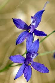 Attēlu rezultāti vaicājumam “Consolida regalis fruit”