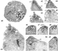 Attēlu rezultāti vaicājumam “Symphytocarpus impexus”