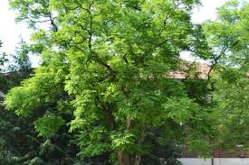 Attēlu rezultāti vaicājumam “Gymnocladus dioicus leaf”