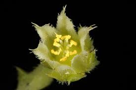 Attēlu rezultāti vaicājumam “Jovibarba globifera bud”