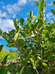 Attēlu rezultāti vaicājumam “Aronia melanocarpa leaf”