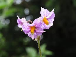 Attēlu rezultāti vaicājumam “Solanum tuberosum flower”
