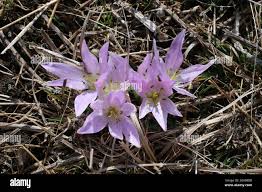 Attēlu rezultāti vaicājumam “Colchicum szovitsii subsp. szovitsii flower”