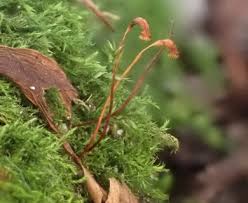 Attēlu rezultāti vaicājumam “Amblystegium serpens macro”