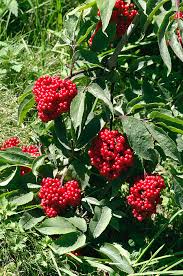 Attēlu rezultāti vaicājumam “Sambucus racemosa fruit”