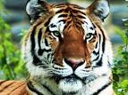 RTSea Blog: keeping an eye on Nature: Global Tiger Day: have you ...