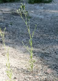 Attēlu rezultāti vaicājumam “Silene chlorantha”