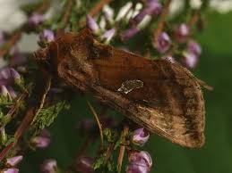 Attēlu rezultāti vaicājumam “Autographa excelsa”