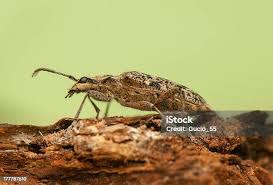 Attēlu rezultāti vaicājumam “Rhagium inquisitor”