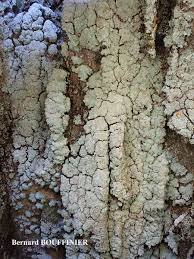 Attēlu rezultāti vaicājumam “Lepraria incana”