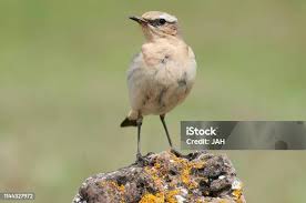 Attēlu rezultāti vaicājumam “Oenanthe oenanthe female”