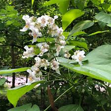 Attēlu rezultāti vaicājumam “Catalpa ovata fruit”