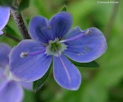 Image result for Veronica chamaedrys