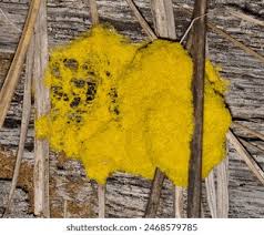 Attēlu rezultāti vaicājumam “Fuligo candida spores”