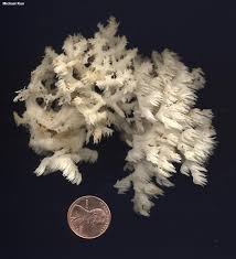 Attēlu rezultāti vaicājumam “Hericium coralloides”