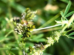 Attēlu rezultāti vaicājumam “Medicago sativa subsp. falcata bud”