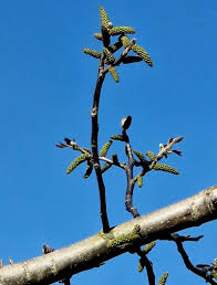 Attēlu rezultāti vaicājumam “Juglans regia”